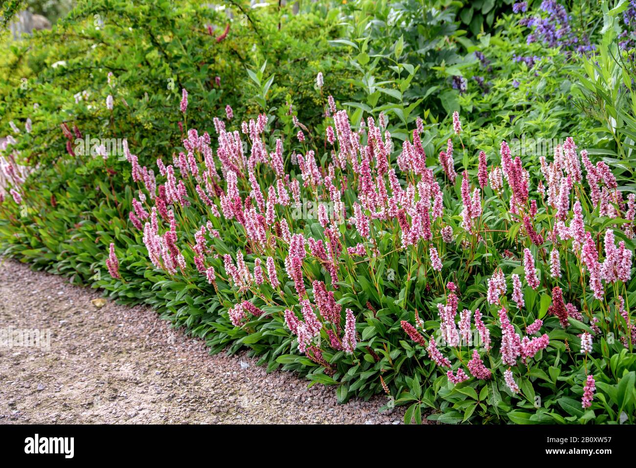 Amphibische Bistorte (Persicaria affinis, Polygonum affine, Bistorta affinis), Blooming, Schweden, Skane laen Stockfoto