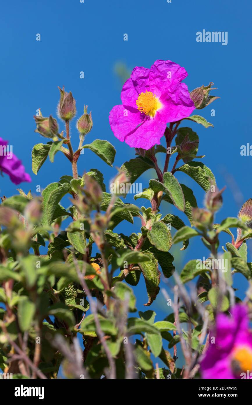 Rosa Rock-Rose, Geharntes Rock-Rose, haarige Rockrose, Felsrose, Felsrose, grauhaarige Rockrose, kretische Rockrose (Cistus creticus, Cistus incanus), Blüte, Kroatien Stockfoto