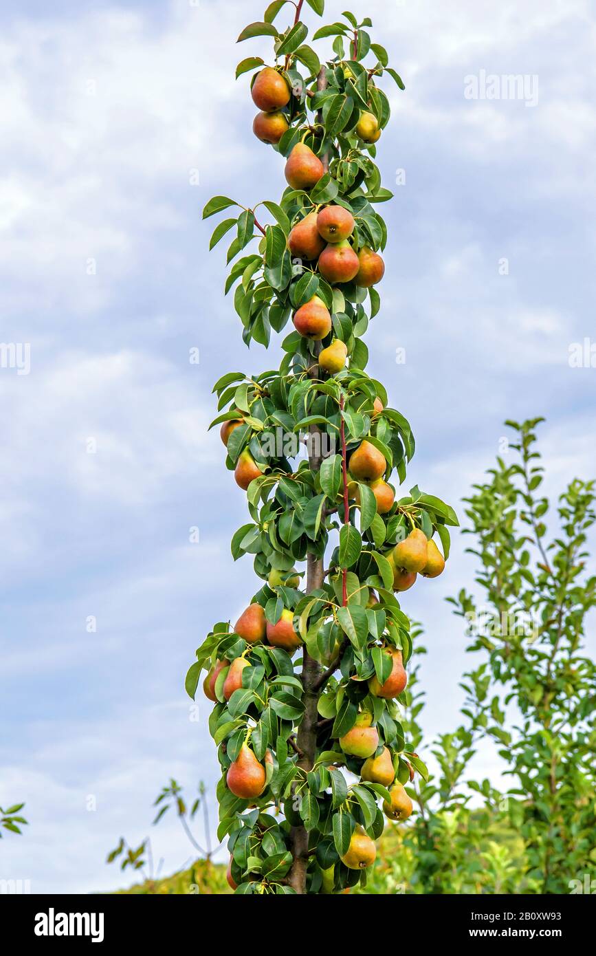 Gemeine Birne (Pyrus communis 'Decora', Pyrus communis Decora), Birnen an einem Baum, kultivieren Decora Stockfoto