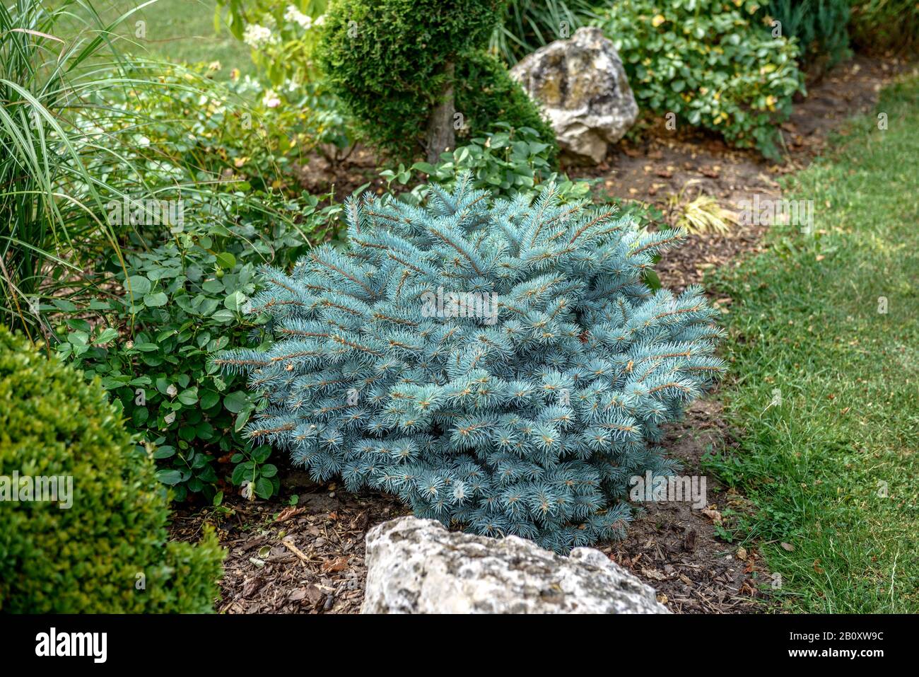 Colorado-Blaufichte (Picea pungens 'Glauca Globosa', Picea pungens Glauca Globosa), Kultivar Glauca Globosa, Deutschland, Bayern Stockfoto