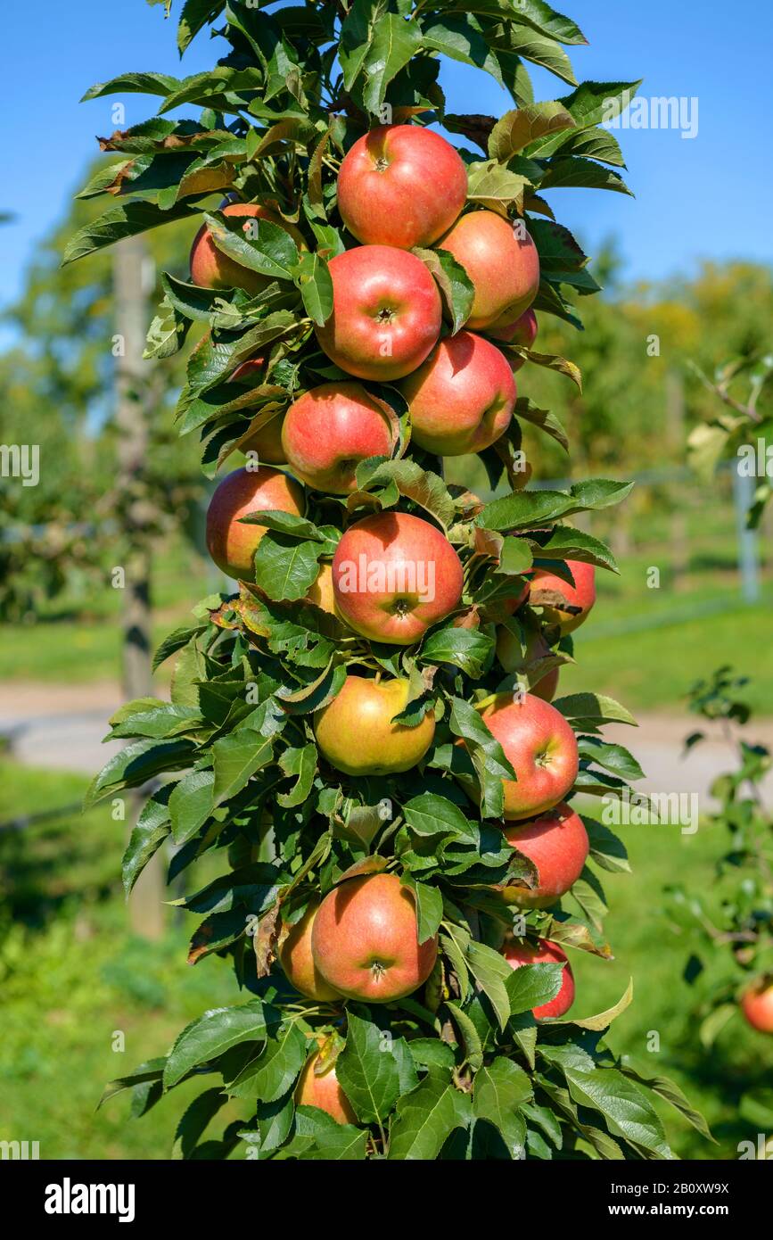 Apfelbaum (Malus domestica 'Jucunda', Malus domestica Jucunda), Cultivar Jucunda Stockfoto