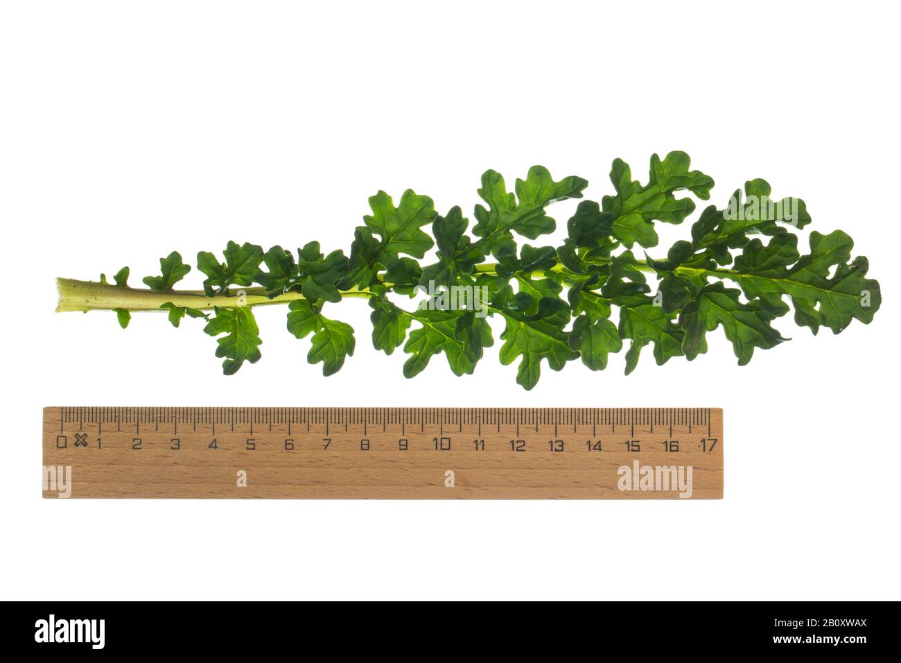 Übliches Ragwort, Stinkender willie, Tansy Ragwort, Tansy Ragwort (Senecio jacobaea), Blatt, Ausschnitt mit Lineal, Deutschland Stockfoto