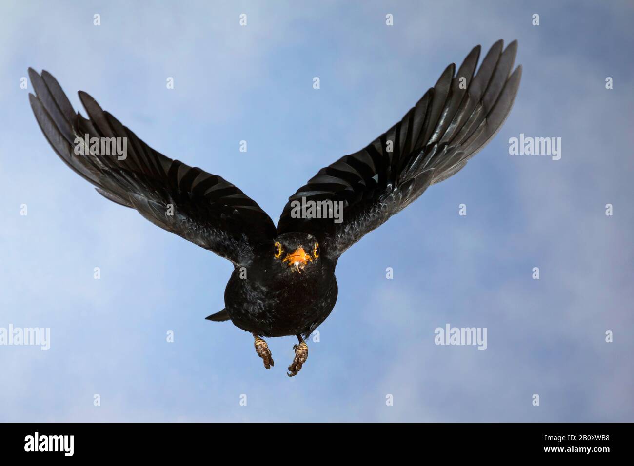 Blackbird (Turdus merula), männlich im Flug, Deutschland Stockfoto