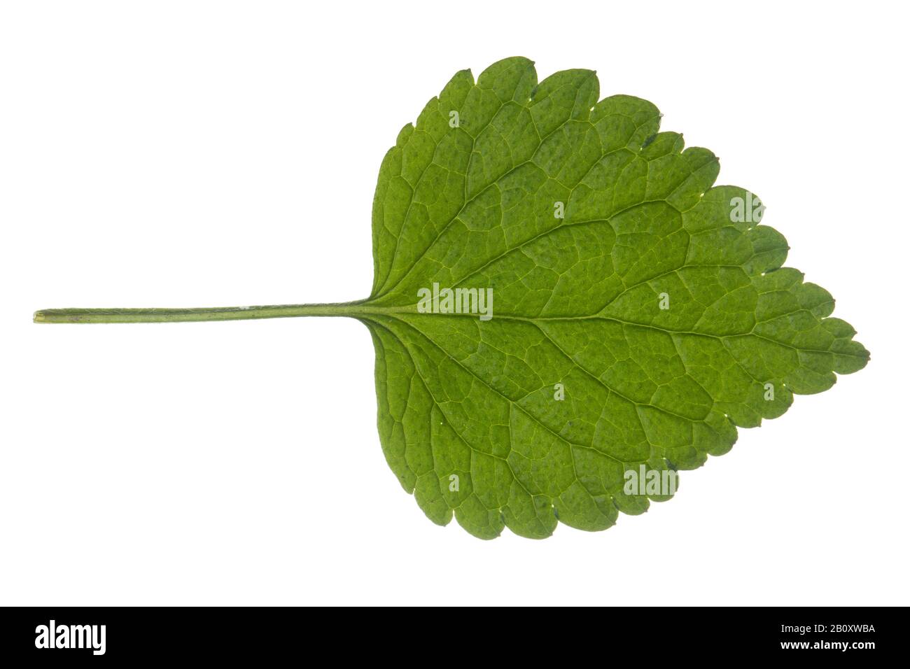 Gelbe Totnessel, Gelber Erzengel, Artillerie-Anlage, Aluminiumwerk (Lamium galeobdolon, Galeobdolon luteum, Lamiastrum galeobdolon), Blatt, Ausschnitt, Deutschland Stockfoto