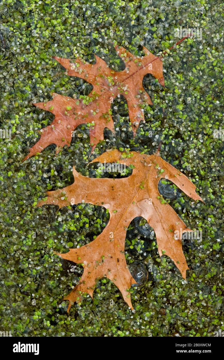 Pin-Oak-Blätter (Quercus palustris) im Waldteich mit Duckweed (Lemna), E USA, von Skip Moody/Dembinsky Photo Assoc eingefroren Stockfoto