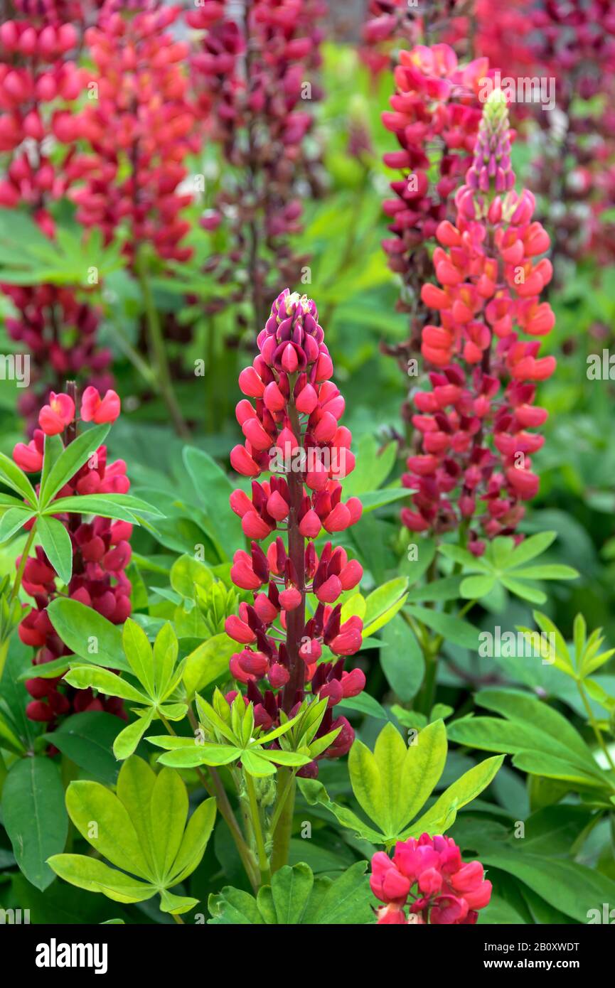 Bigblättriges Lupin, vielblättriges Lupin, Gartenlupin (Lupinus polyphyllus), Blooming, Niederlande, Limburger Stockfoto