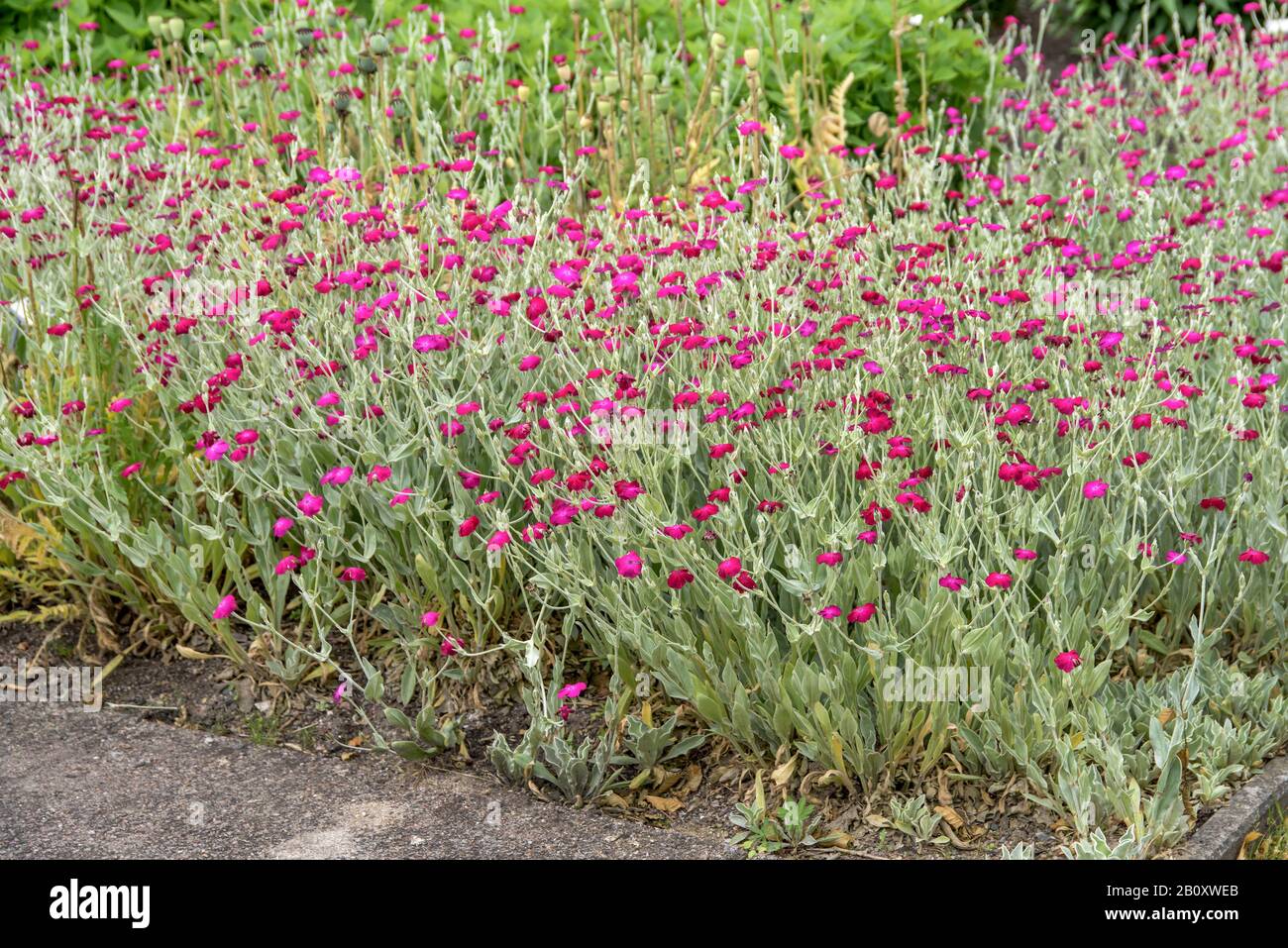 Rose Campion, Crown Pink, Mulleinrosa, Dusty Miller (Lychnis coronaria, Silene coronaria), Blooming, Schweden, Skane Laen Stockfoto