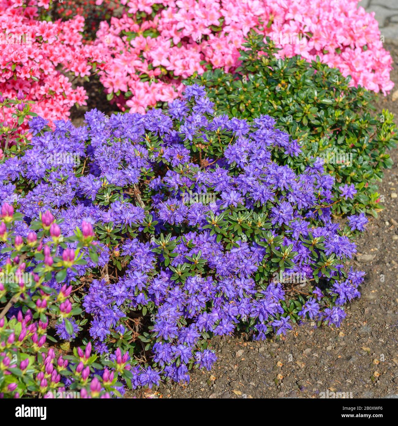 Rhodendron (Rhodendron 'Azurika', Rhodendron-Azurika), blühend, kultivieren Azurika, Deutschland Stockfoto
