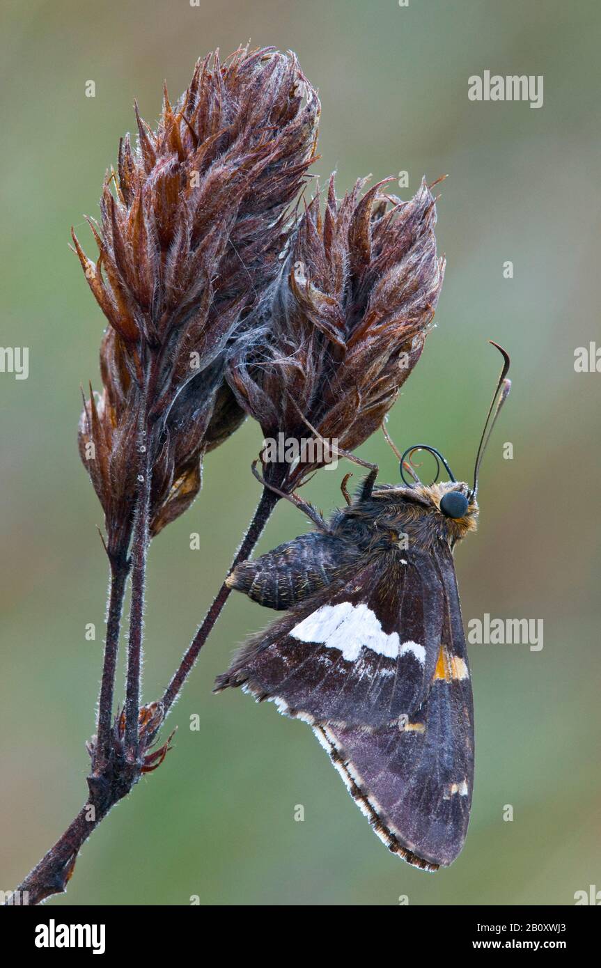 Silbergefleckte Schmetterlinge mit Skipper, (Epargyreus clarus) auf Vegetation, E USA, von Skip Moody/Dembinsky Photo Assoc Stockfoto