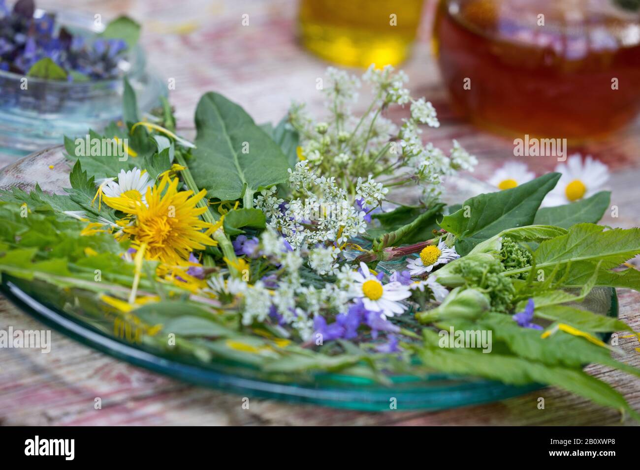 Frühlingssalat aus Wildkräutern, Deutschland Stockfoto