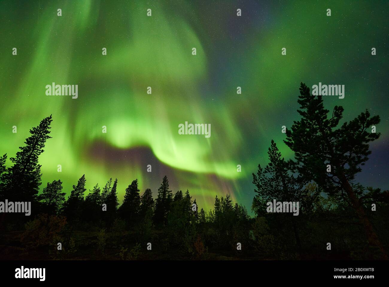 Polarlicht über Wald, Schweden, Lappland, Norrbotten Stockfoto