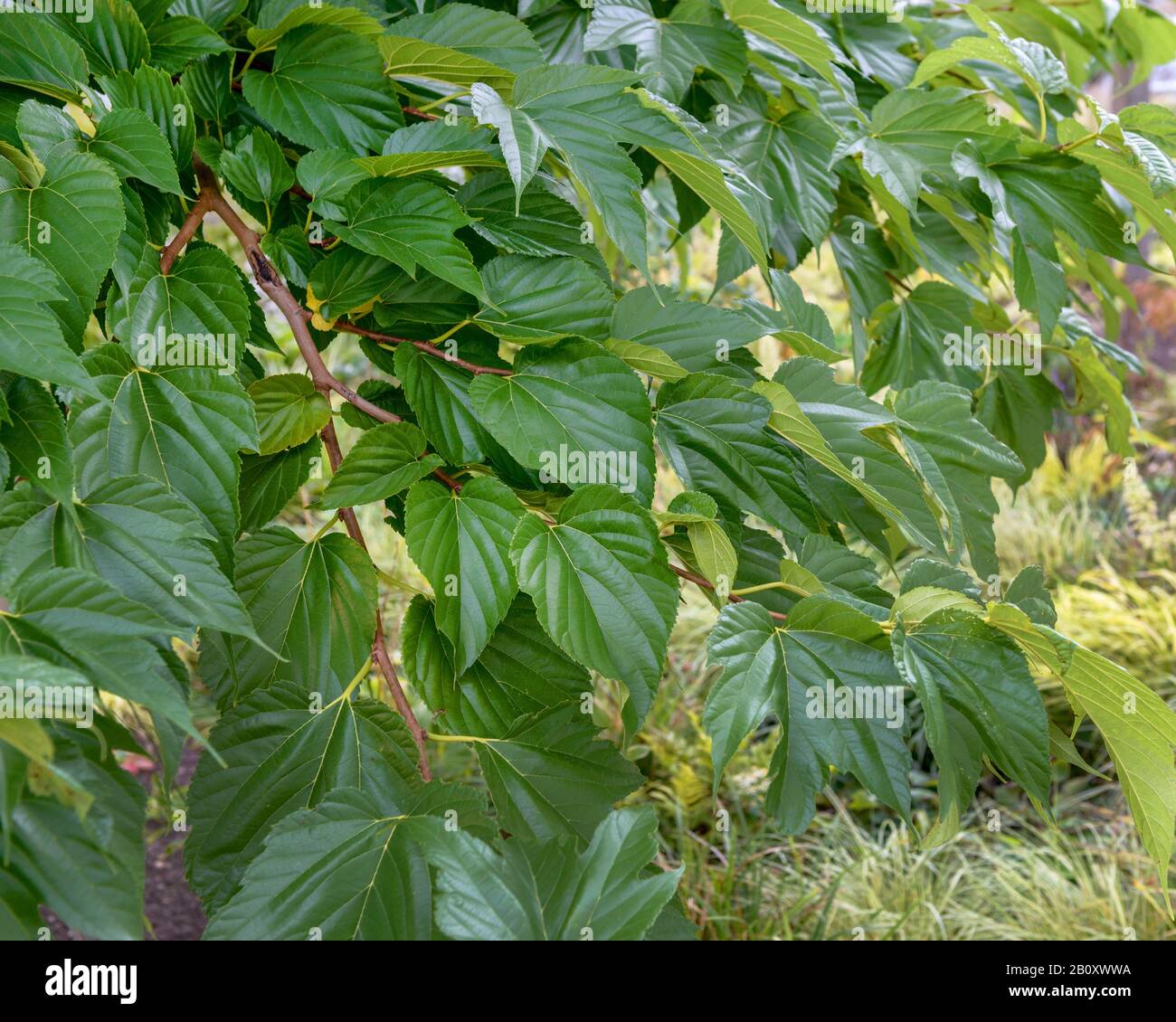 Chinesische Weißmaulbeere (Morus alba 'Macrophylla', Morus alba Macrophylla), Cultivar Macrophylla, Deutschland, Baden-Württemberg Stockfoto