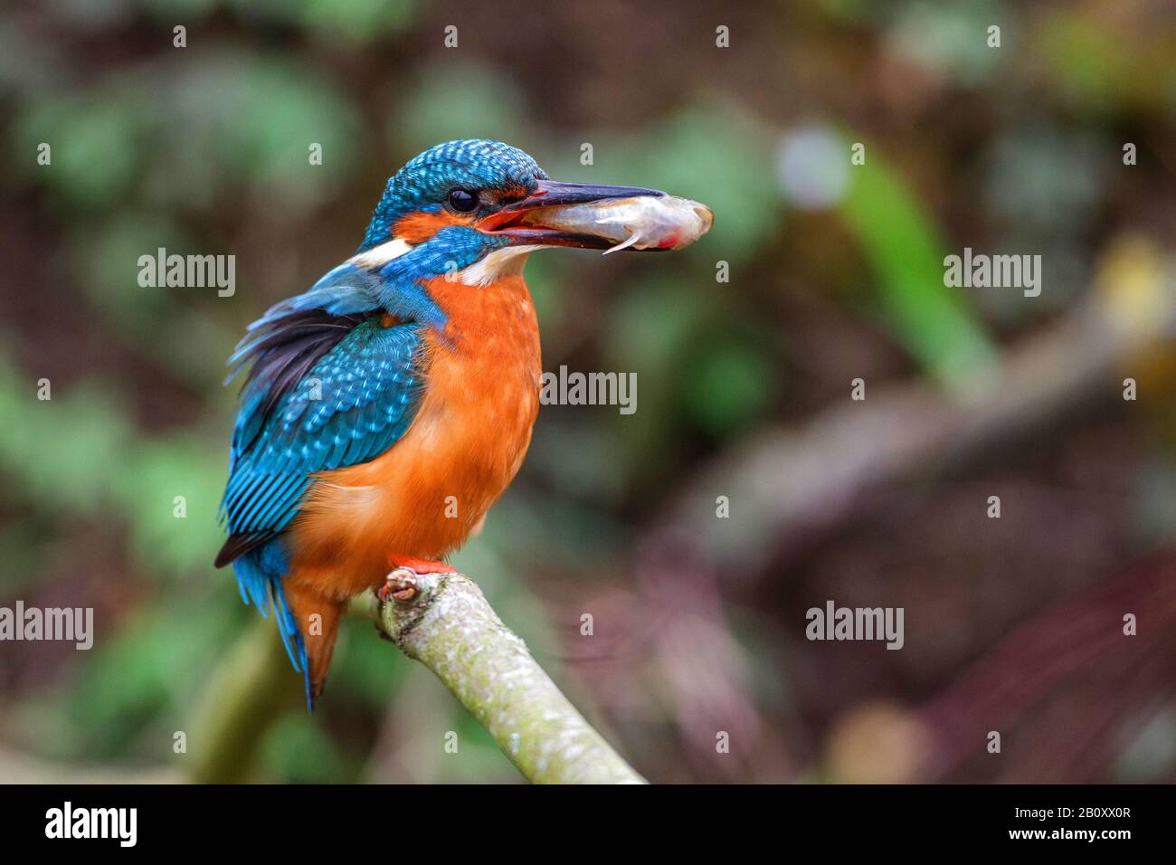 Fluss-Eisvogel (Alcedo atthis), männlich auf einer Filiale mit Fisch in der Rechnung, Deutschland, Baden-Württemberg Stockfoto