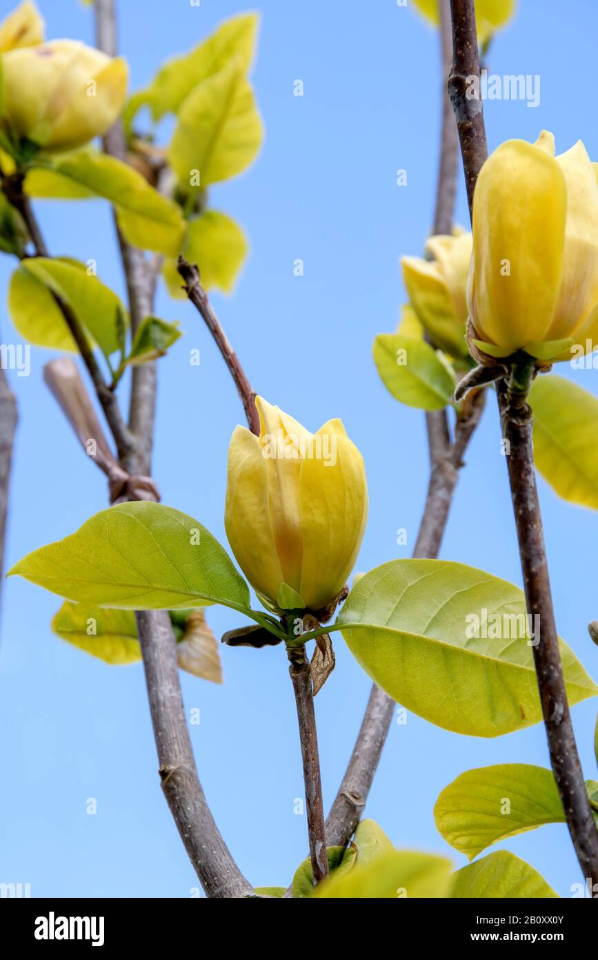 Butterbly Magnolia (Magnolia x brooklynensis 'Yellow Bird', Magnolia x brooklynensis Yellow Bird), Blumen des Cultivar Yellow Bird Stockfoto