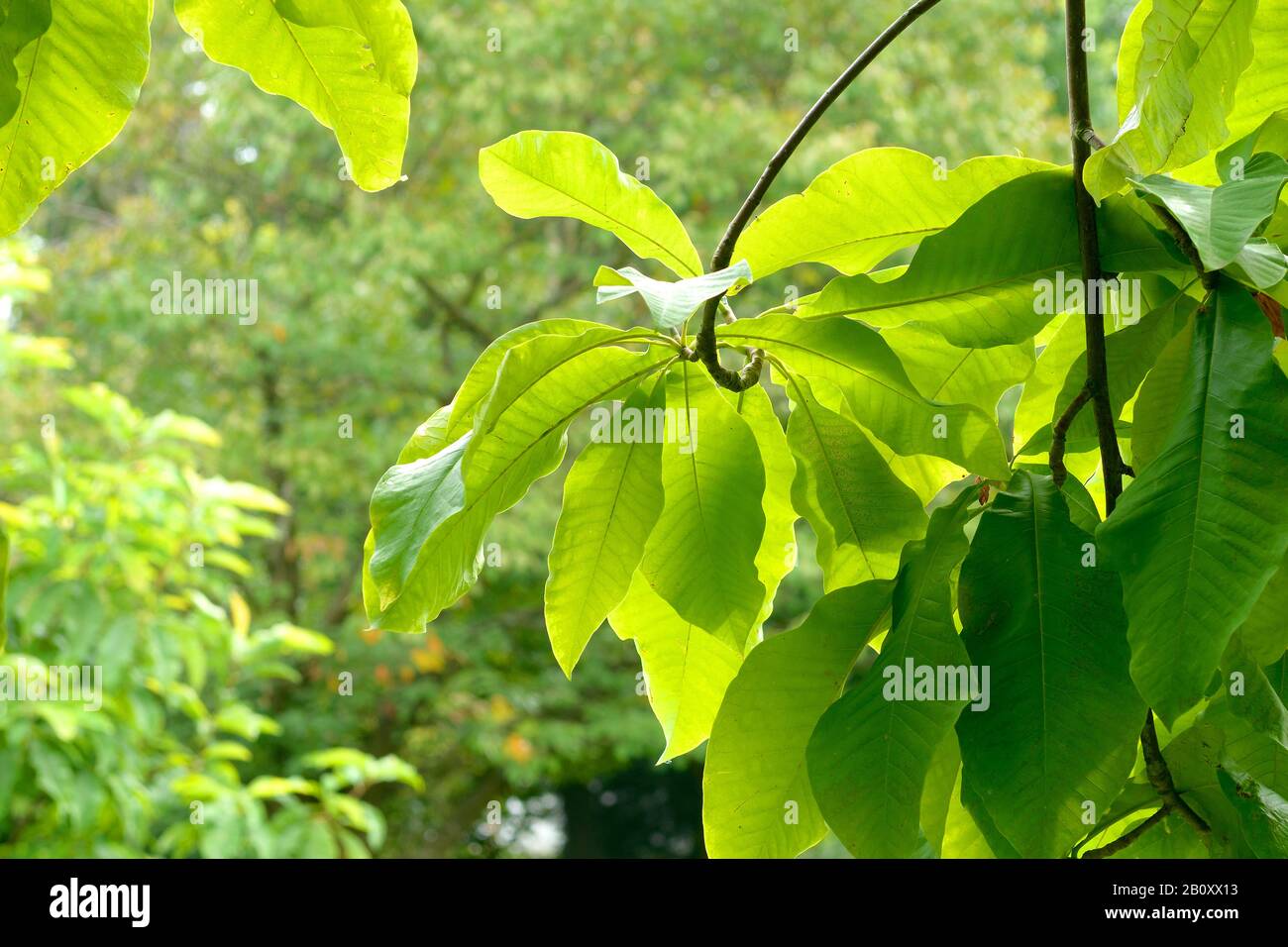 Regenschirm Magnolia, Regenschirm, Magnolia Parasol (Magnolia tripetala), Traufe Stockfoto