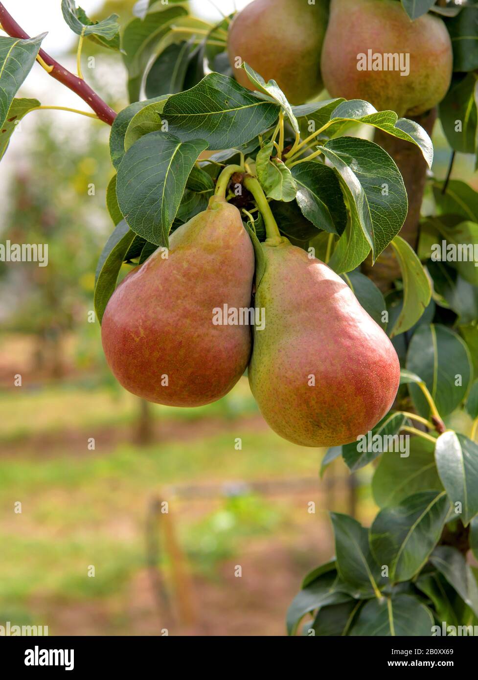 Gemeine Birne (Pyrus communis 'Decora', Pyrus communis Decora), Birnen an einem Baum, kultivieren Decora Stockfoto