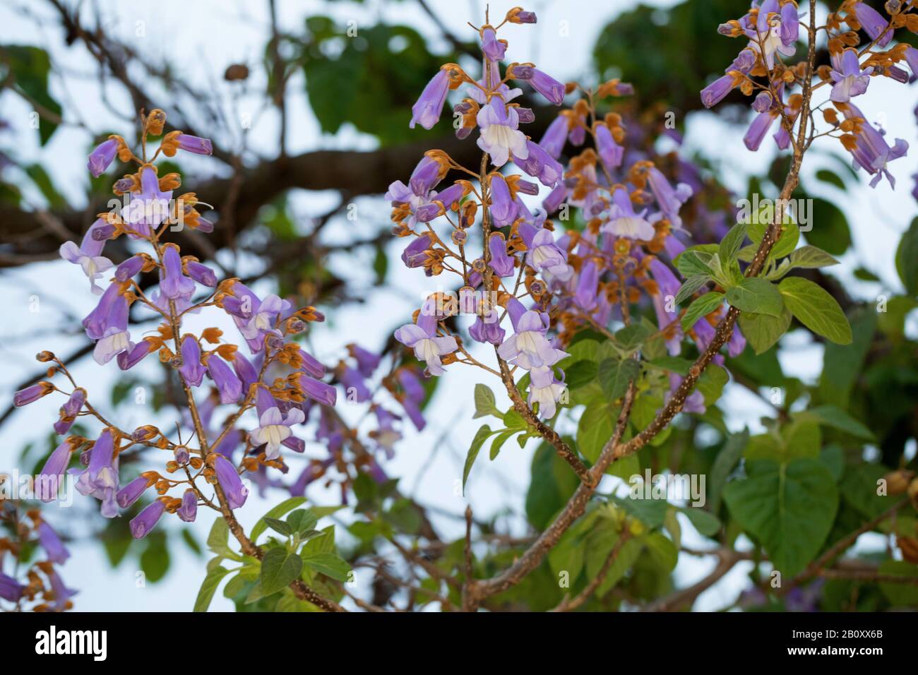 Kaisersteinbruch, Prinzessinnenbaum, Foxhandschuhbaum (Paulownia tomentosa, Paulownia imperialis), Blüte, Deutschland Stockfoto