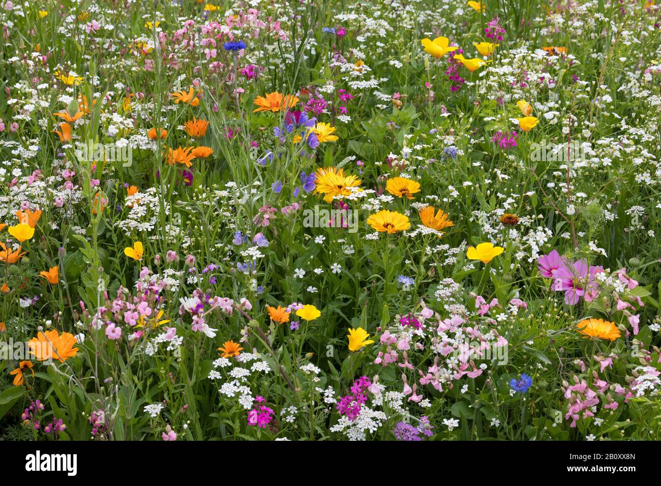 Wildblumenwiese, Deutschland Stockfoto