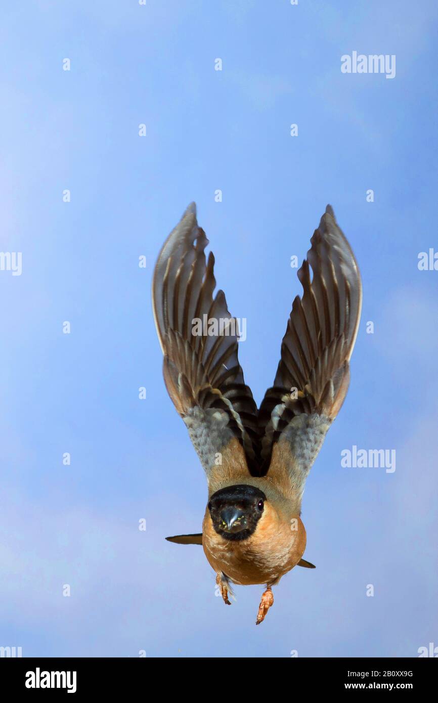 Stierkampfarena, Eurasische Stierkampfarena, Nordbullfinch (Pyrrhula pyrrhula), Weibchen im Flug, Vorderansicht, Deutschland Stockfoto