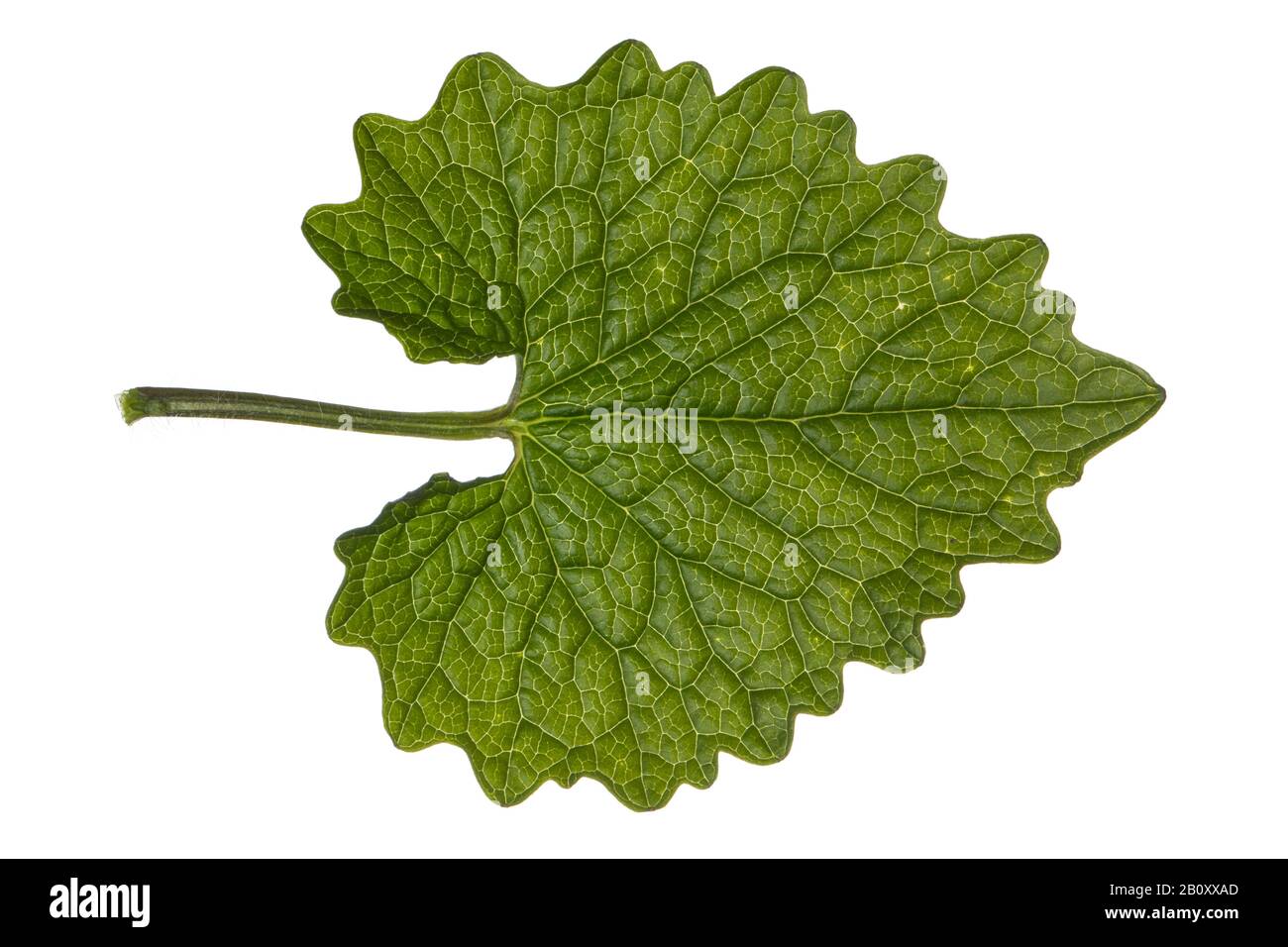 Knoblauchsenf, Heckenknoblauch, Heckenhecke (Alliaria petiolata), Blatt, Ausschnitt, Deutschland Stockfoto
