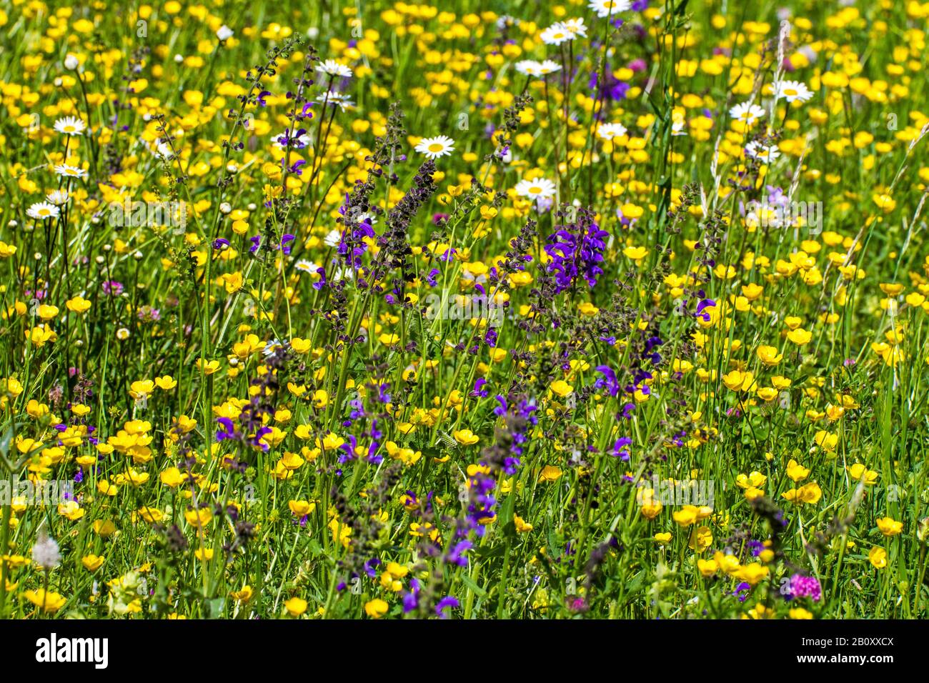 Frühlings-Wiese mit Butterbecher, Gänseblümchen und Salbei, Deutschland, Baden-Württemberg, Schwäbische Alb Stockfoto