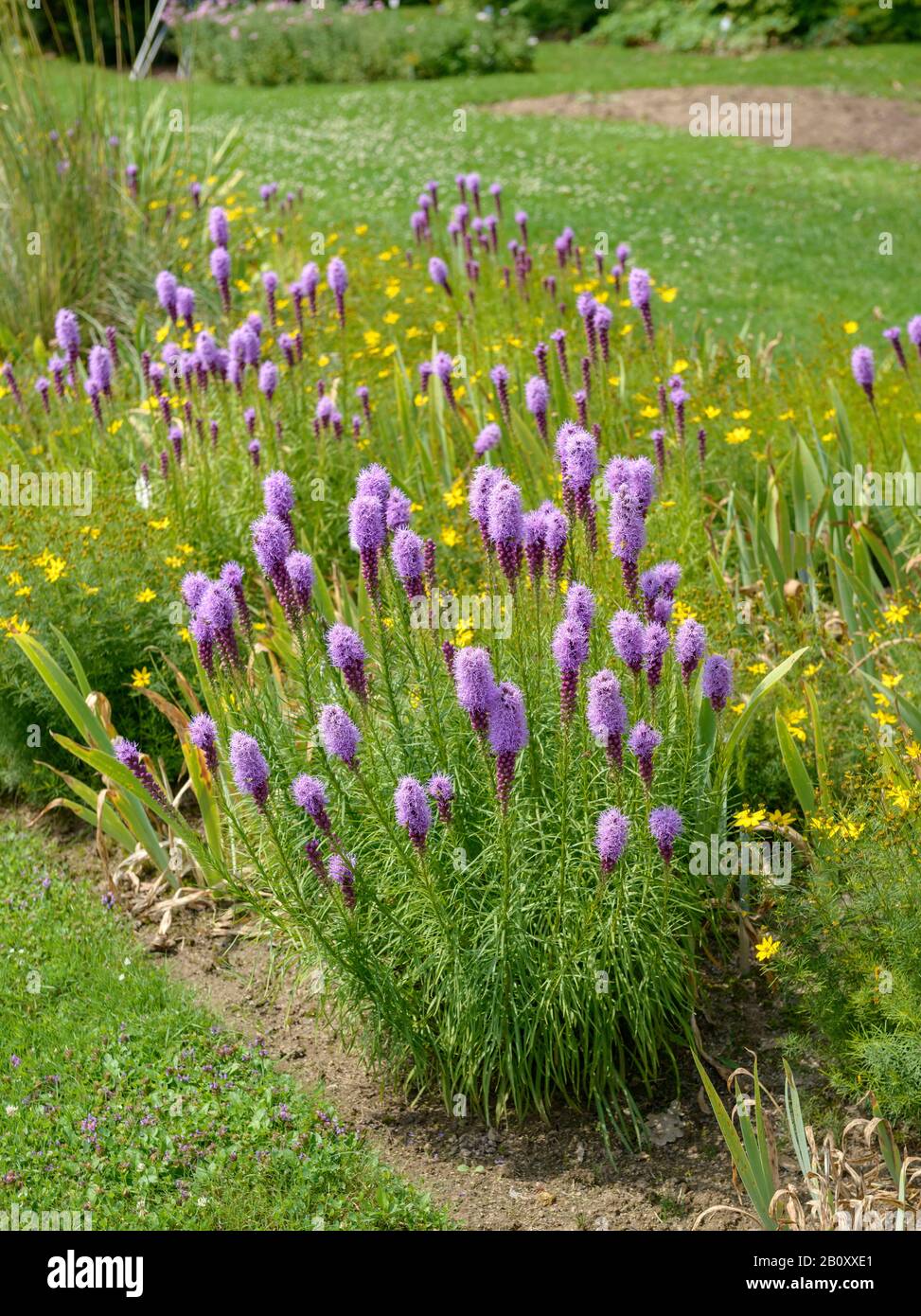 Knopf Schlangenfuß, Dichter Lodernder Stern, Lodernder Stern (Liatris spicata), aufblühen Stockfoto