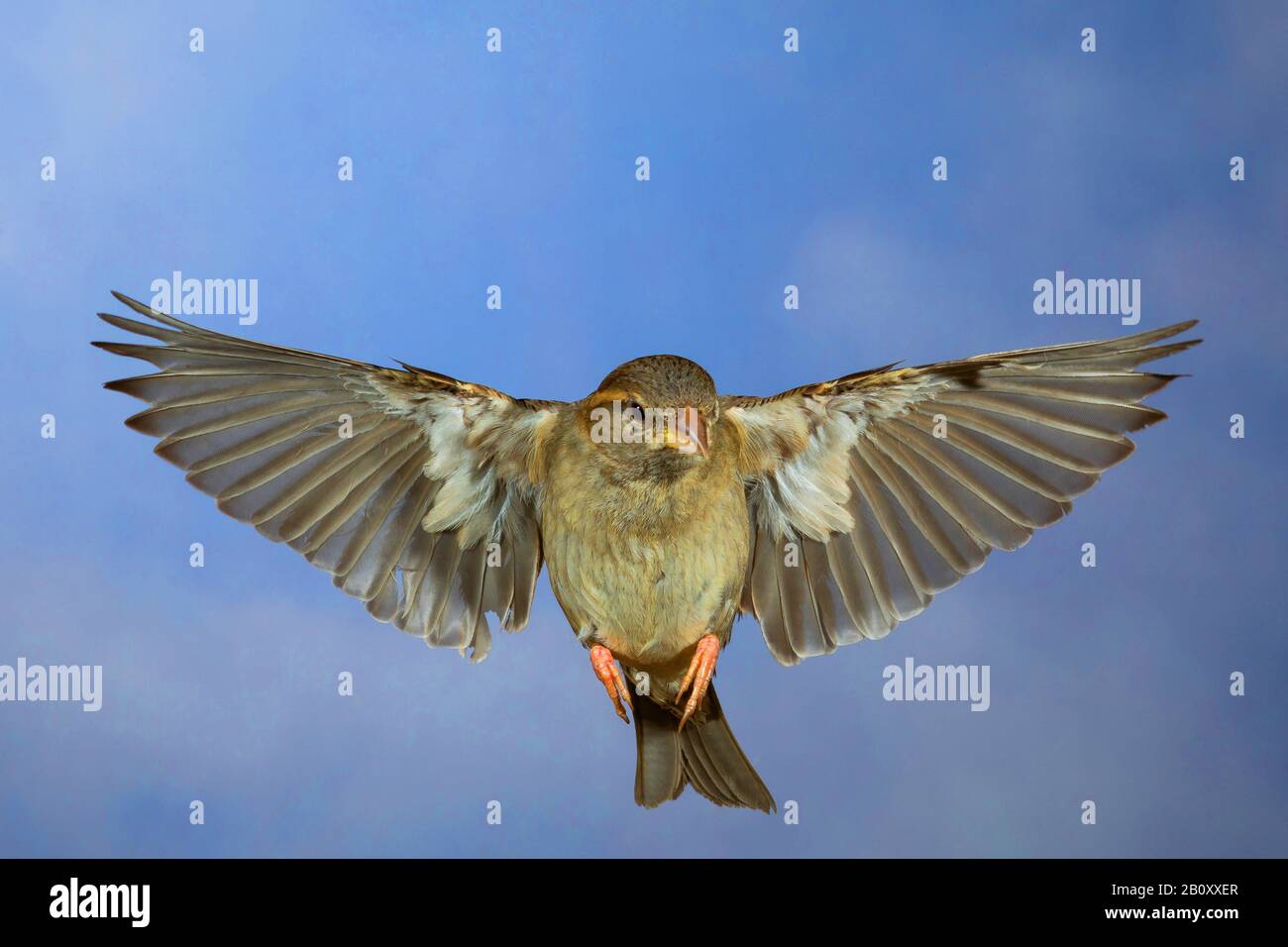 Hauspfeil (Passer domestcus), weiblich im Flug, Vorderansicht, Deutschland Stockfoto