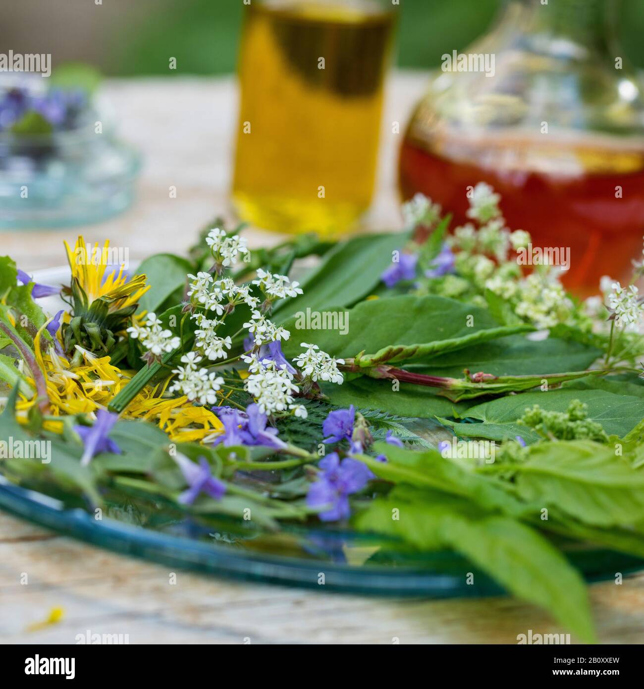 Frühlingssalat aus Wildkräutern, Deutschland Stockfoto