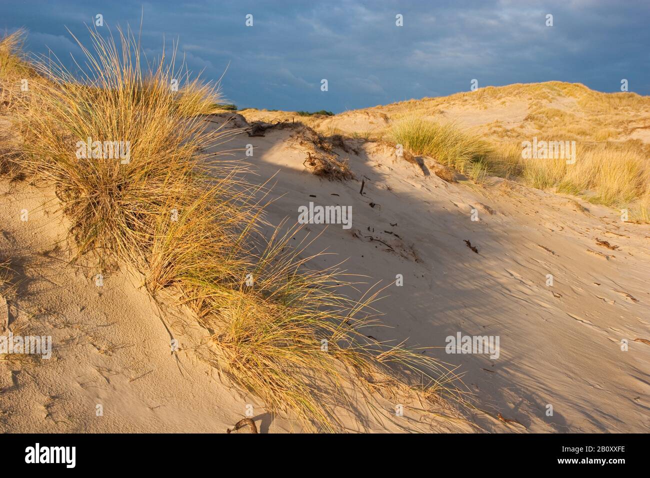 Berkheide zwischen Katwijk und Wassenaar, Niederlande Stockfoto