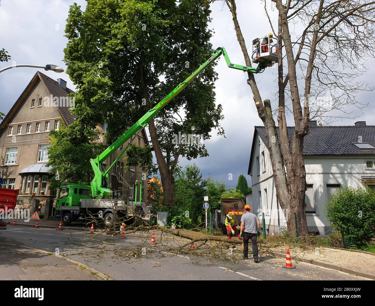 Gemeine Rosskastanie (Aesculus hippocastanum), Füttung eines toten Baumes, Deutschland Stockfoto