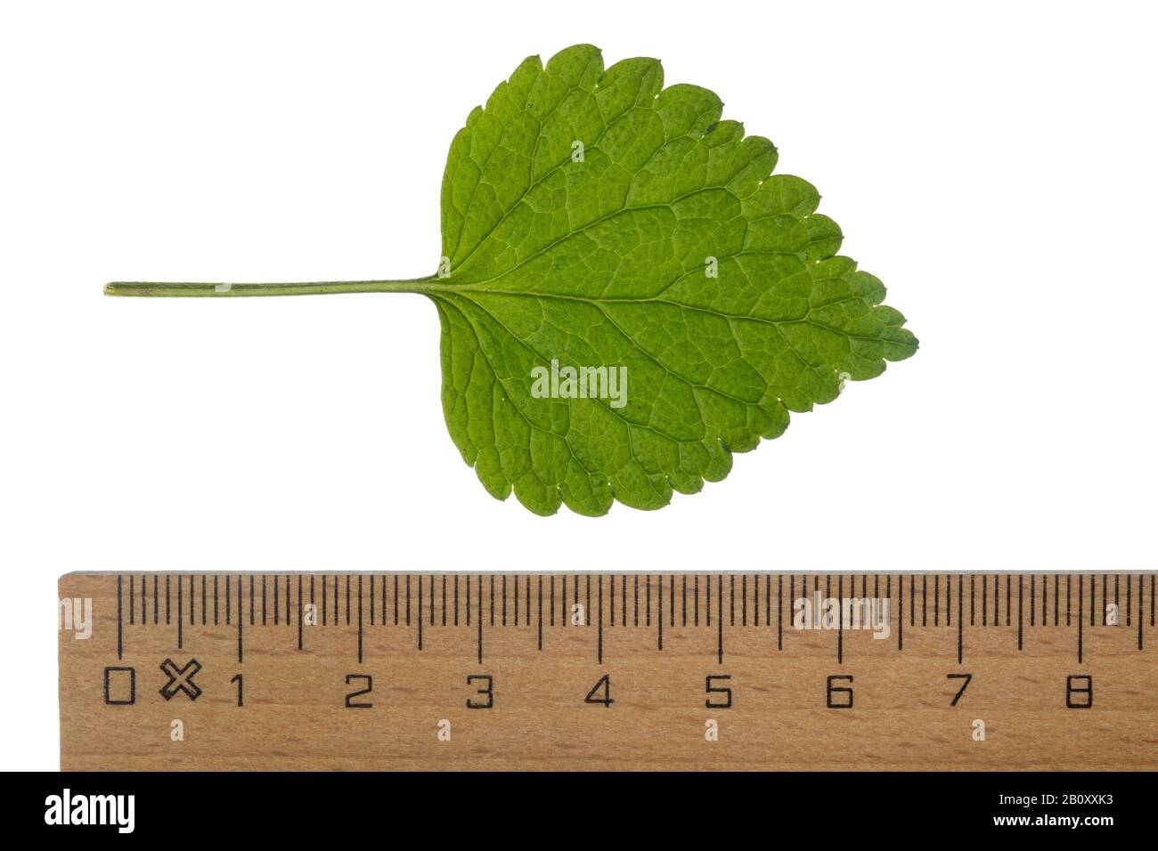 Gelbe Totnessel, Gelber Erzengel, Artillerie-Anlage, Aluminiumwerk (Lamium galeobdolon, Galeobdolon luteum, Lamiastrum galeobdolon), Blatt, Ausschnitt mit Lineal, Deutschland Stockfoto