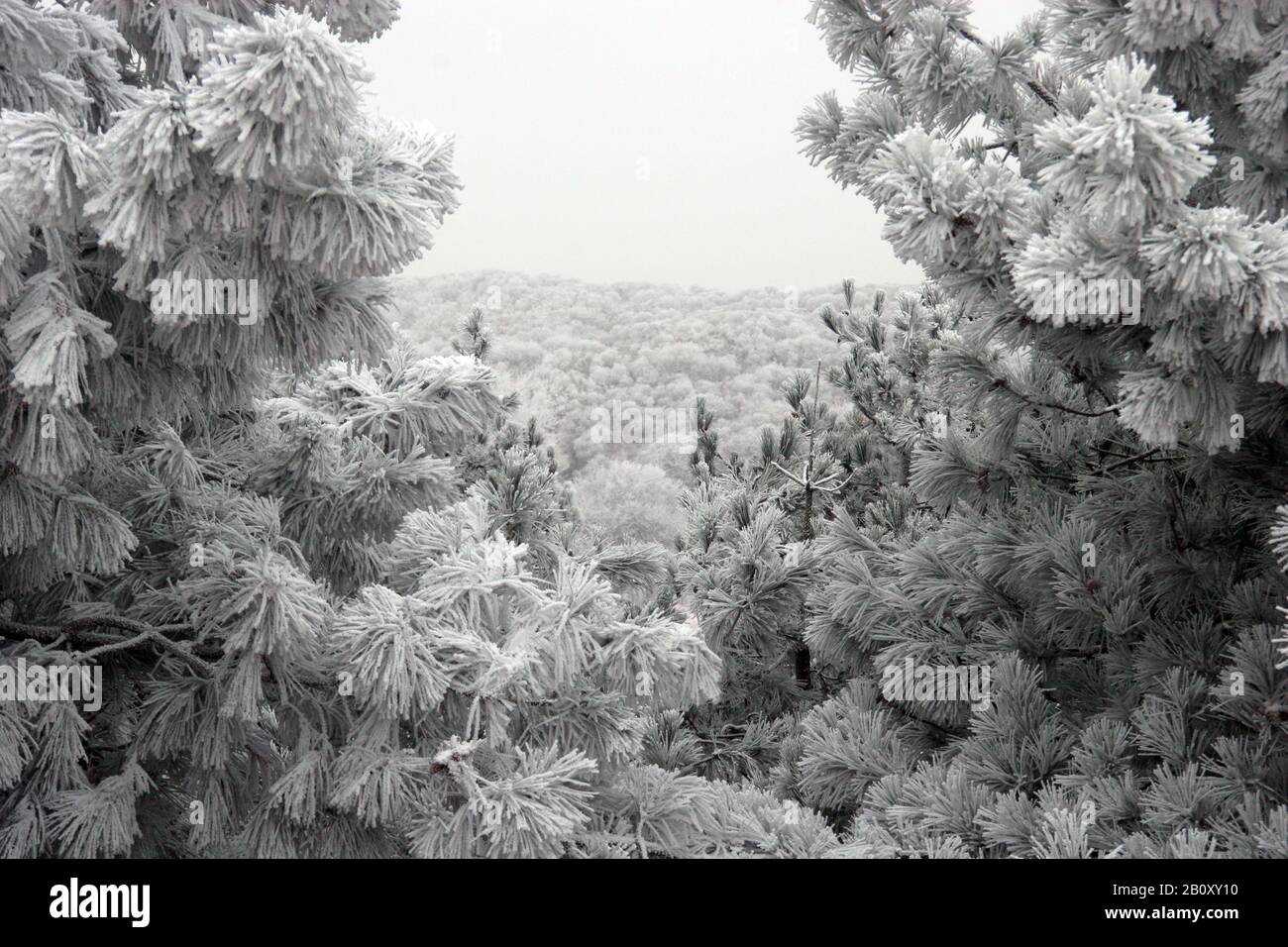 Berkheide im Winter, Niederlande Stockfoto