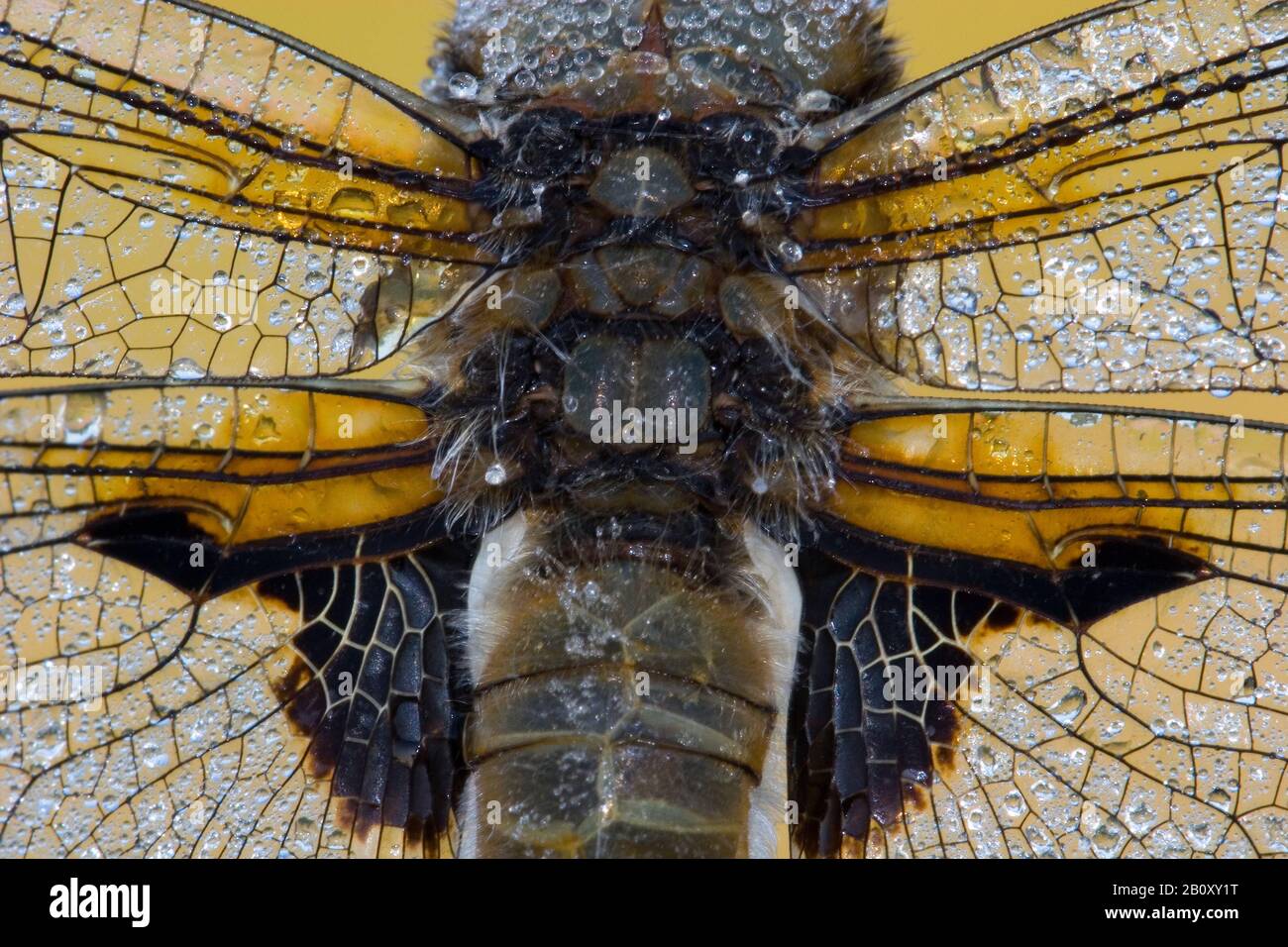 Vierfleckige Libellula, Vierfleckchaser, Vierfleck (Libellula quadrimaculata), Ruhepunkt, Niederlande Stockfoto