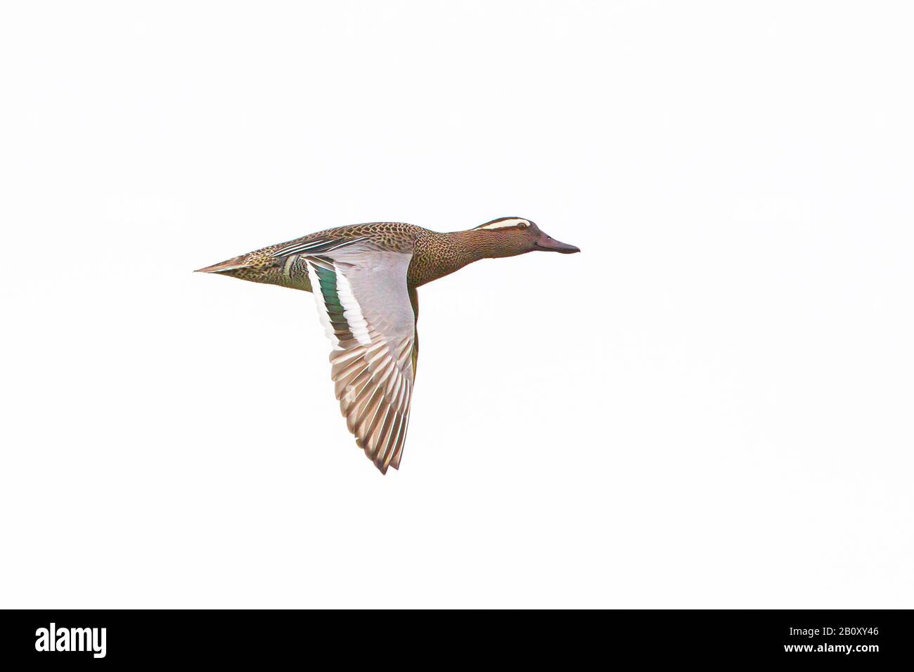 Garganey (Anas querquedula), im Flug, Niederlande, Nordniederland Stockfoto