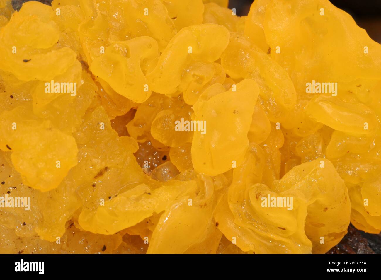 Gelbes Gehirn, Goldgelpilz, Gelber Zitterling, Witches' Butter (Tremella mesenterica, Tremella lutescens), Niederlande, Südholland Stockfoto