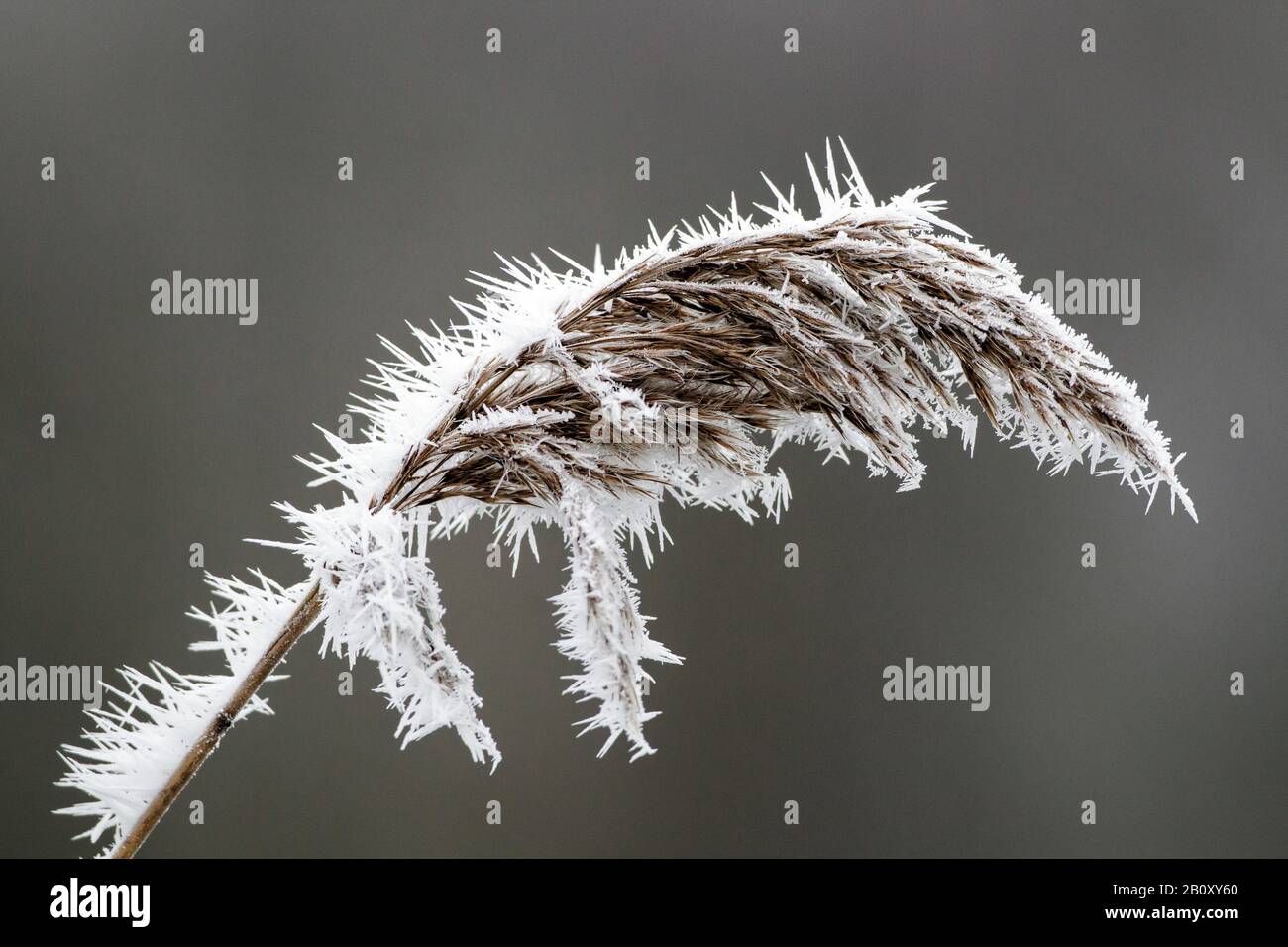 Schilfgras, gewöhnliches Schilf (Phragmites communis, Phragmites australis), Schilf im Schnee, Niederlande, Südholland Stockfoto