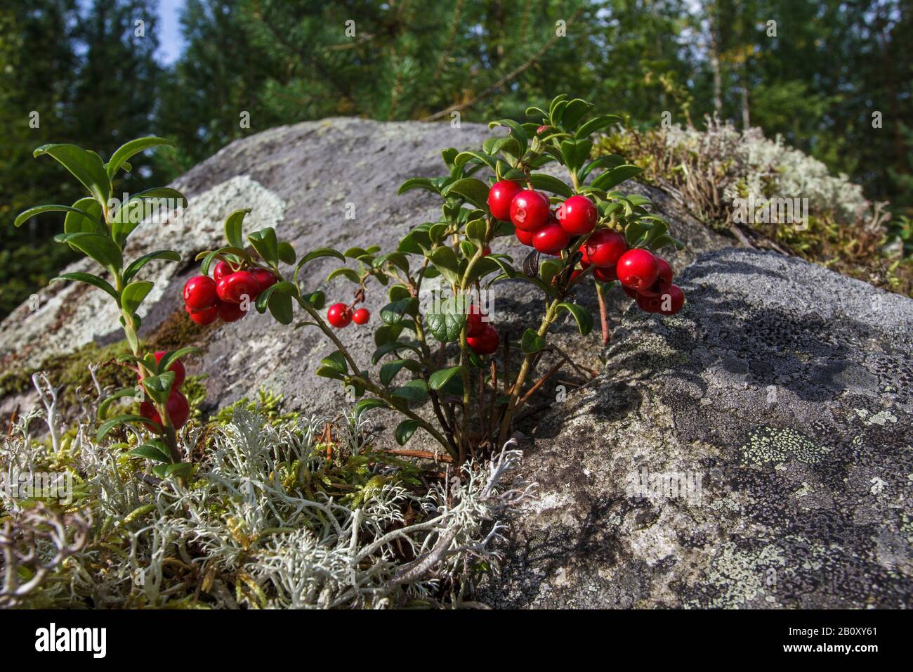 Cowberry, Foxberry, Lingonberry, Bergkranbeere (Vaccinium vitis-idaea), Foxberry an einem Busch, Finnland Stockfoto