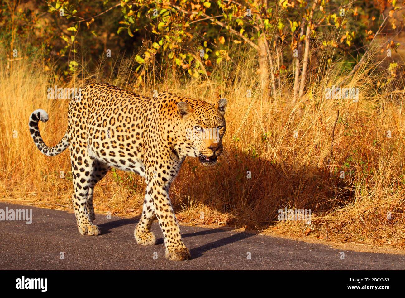 Leopard (Panthera pardus), am Straßenrand spazieren, Seitenansicht, Südafrika, Lowveld, Krueger-Nationalpark Stockfoto