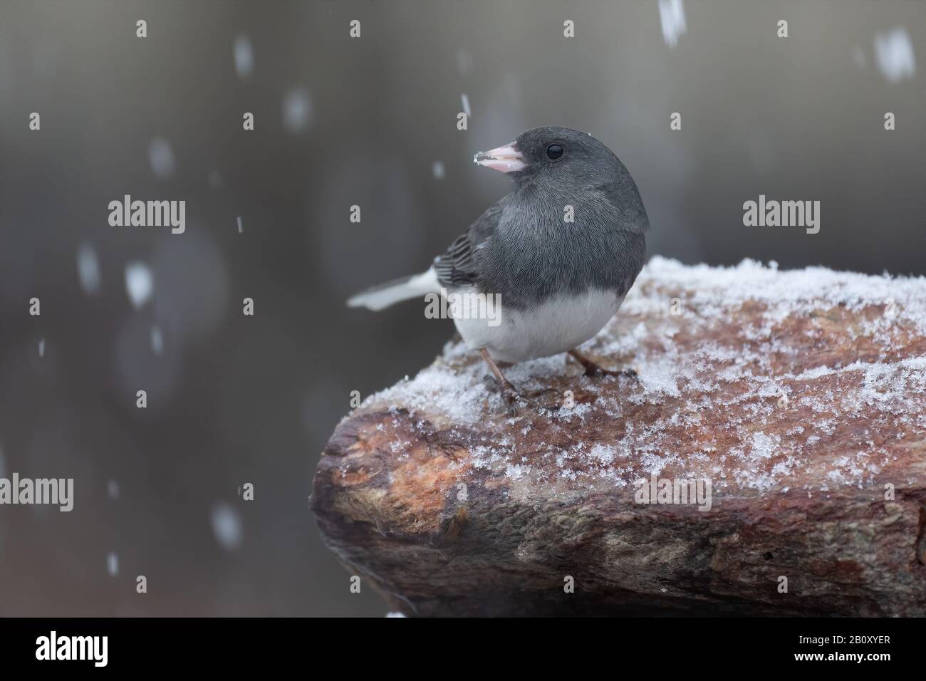Ein dunkeläugiger junco thront auf einem schneebedeckten Felsen. Stockfoto