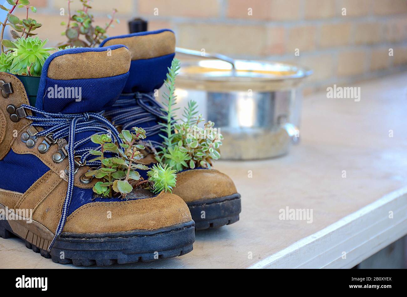 Kakteenpflanzen wachsen in Arbeitsstiefeln mit Küchentopf im Regal Stockfoto