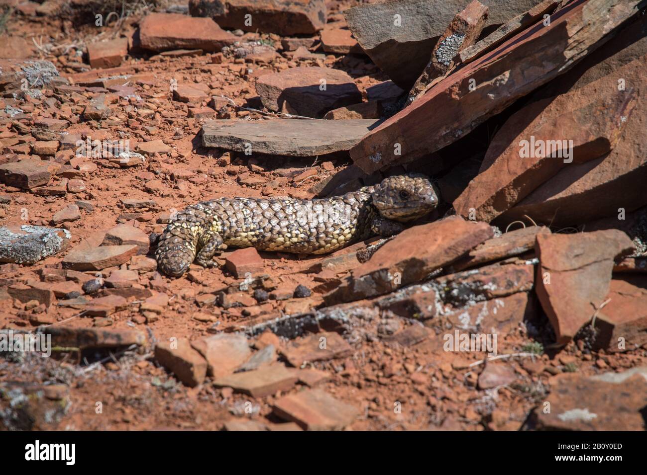 Shingleback Eidechse Stockfoto