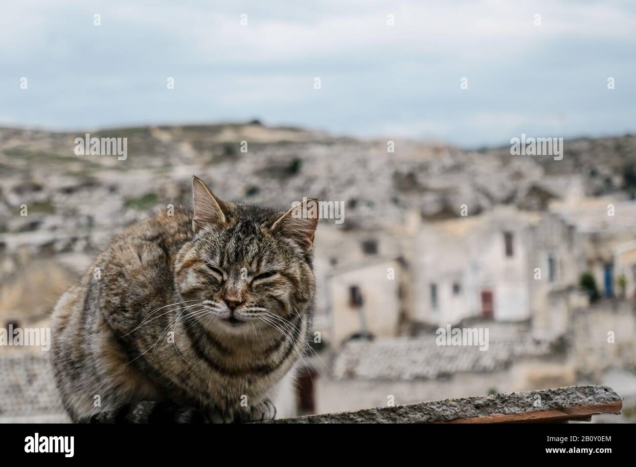 Niedlich gestreifte Wildkatze Gesicht Details Porträt auf matera Stadt Unschärfe Hintergrund, Haustiere Stockfoto