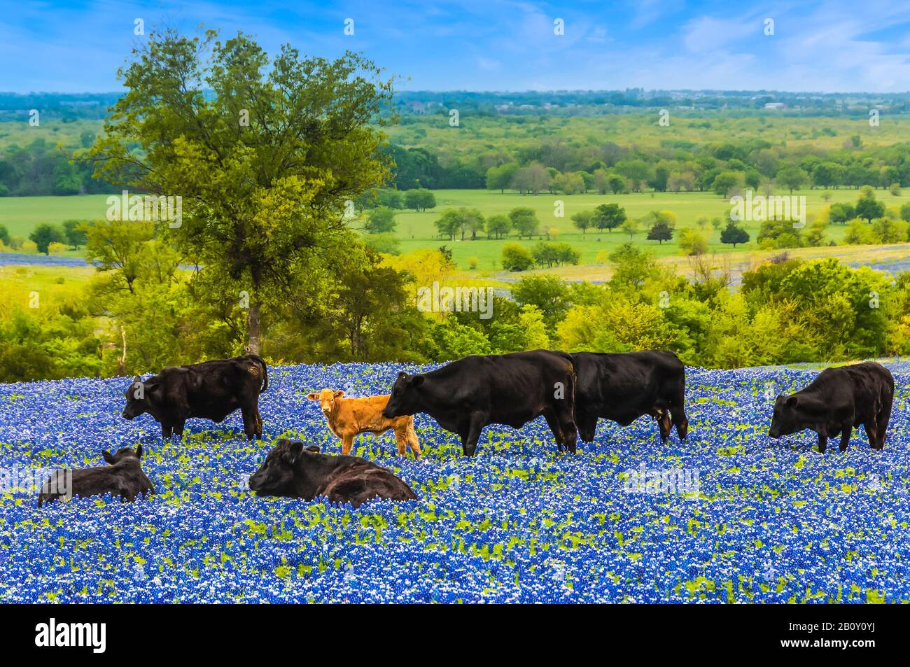 Tiere auf einem Gebiet von texanischen Bluebonnets in der Nähe von Ennis, Texas, USA. Stockfoto