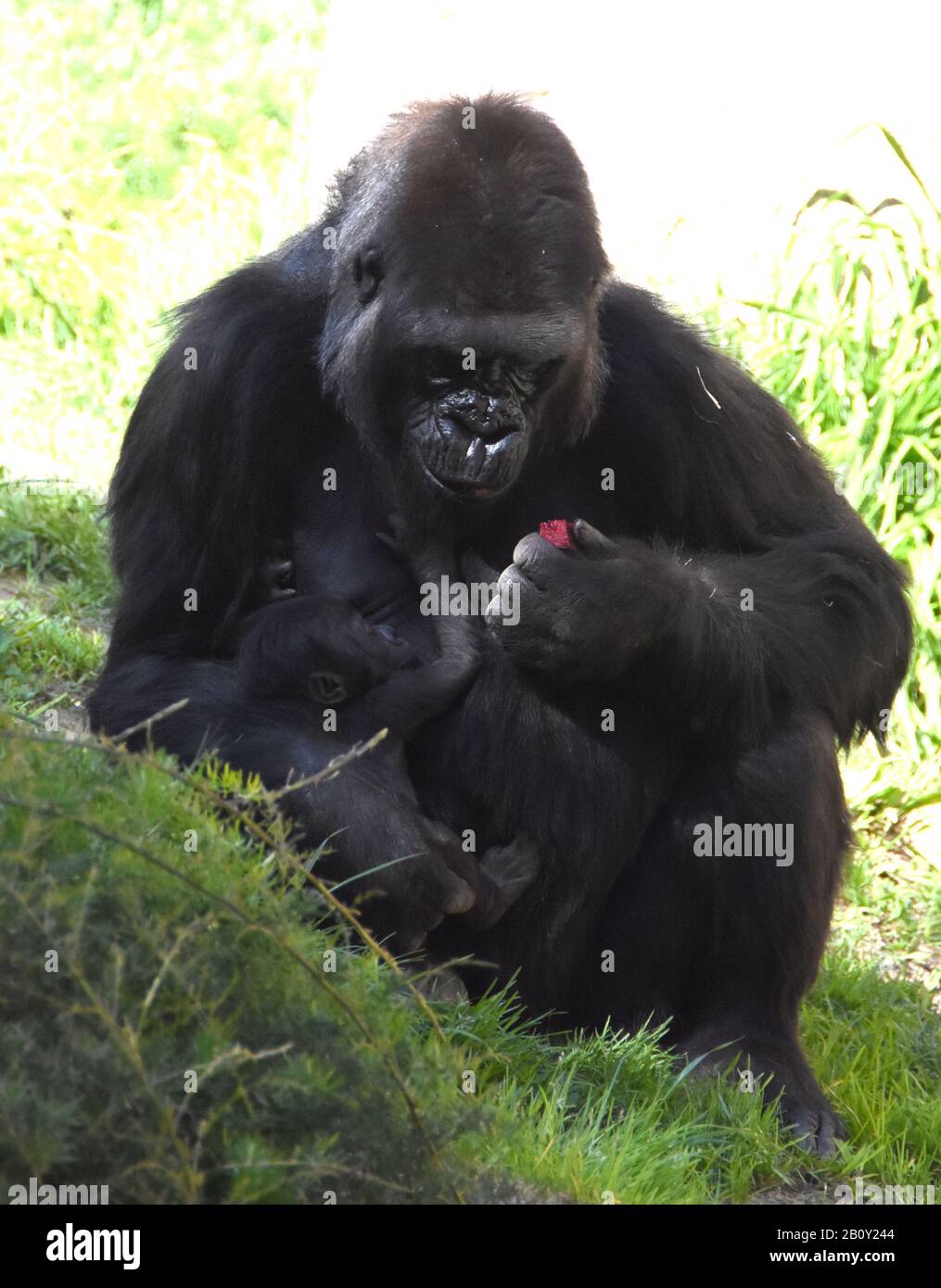 Los Angeles, Kalifornien, USA 21. Februar 2020 EINE westliche Lowland-Gorilla Mutter N'djia und neues Baby Gorilla Angela (geboren 18. Januar 2020) am 21. Februar 2020 im Los Angeles Zoo in Los Angeles, Kalifornien, USA. Foto von Barry King/Alamy Live News Stockfoto