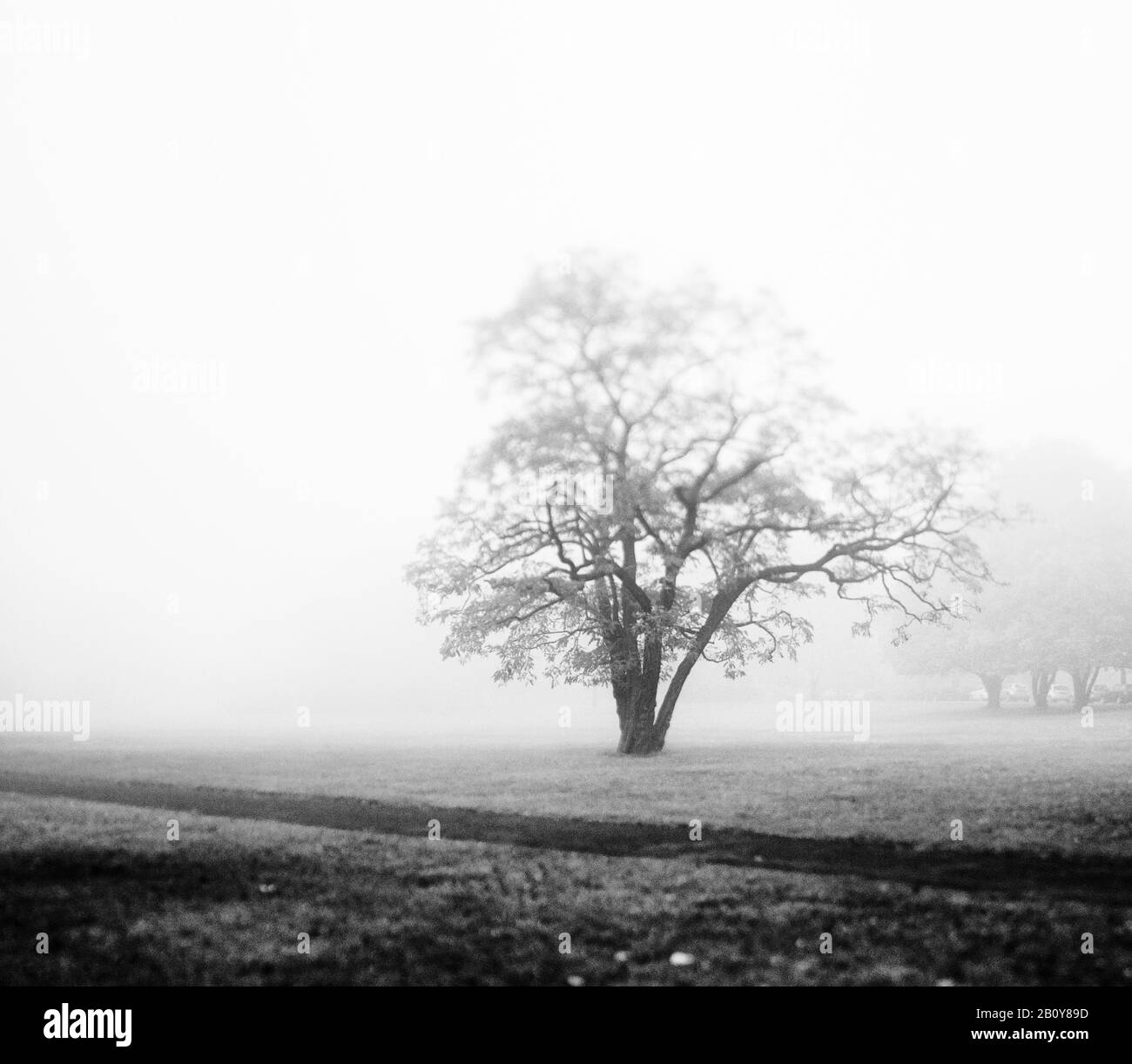Baum im Nebel, Stockfoto