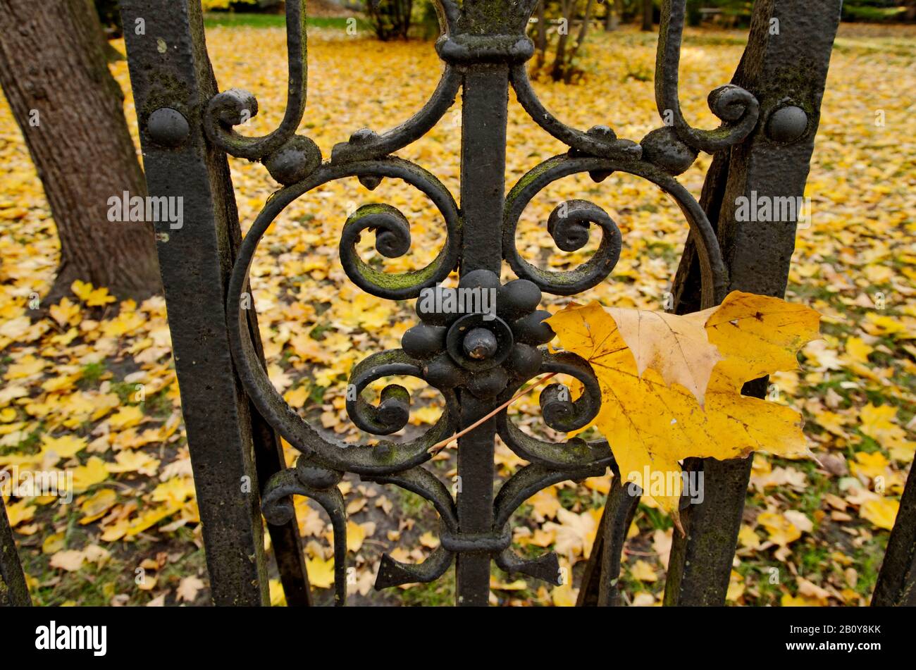 Blatt an einem Zaun, Berlin, Deutschland, Stockfoto