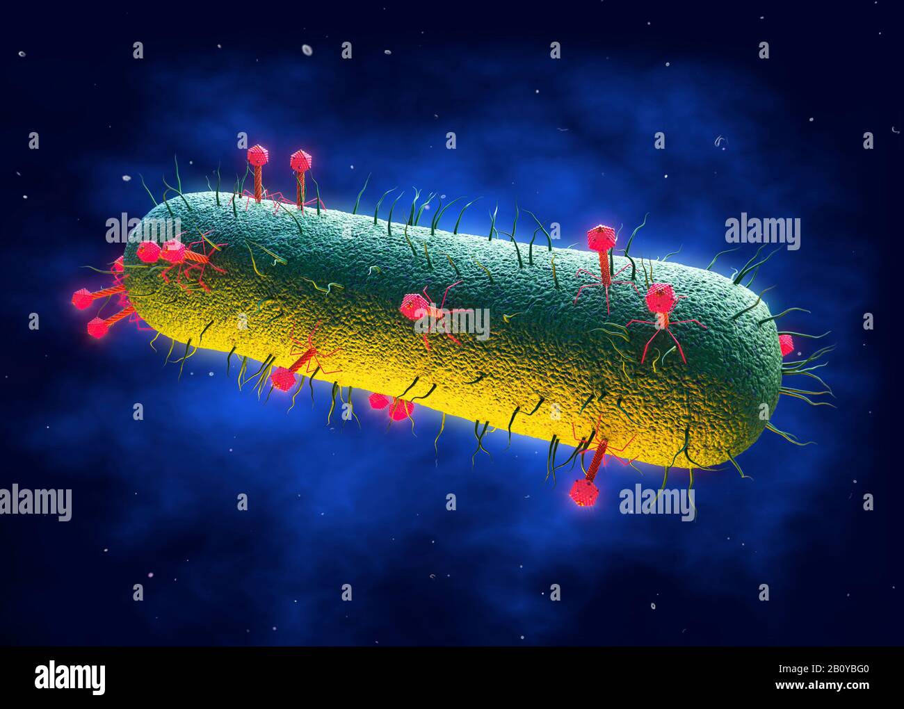 Bakteriophagen infizieren Bakterien, Abbildung Stockfoto