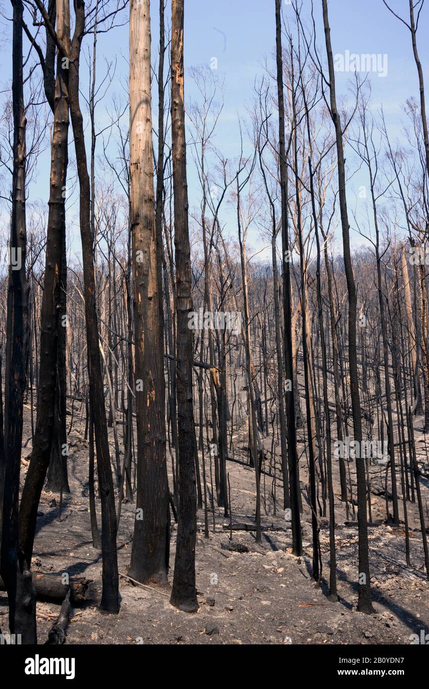 Die Zerstörung des australischen Busches nach den Bränden Stockfoto