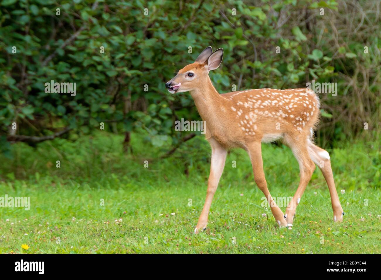 Ein junger Weißschwanz-Hirsch mit Flecken, die in Gras an einem bewaldeten Gebiet laufen. Sie hat ihre Zunge herausgesteckt. Platz für Text. Stockfoto