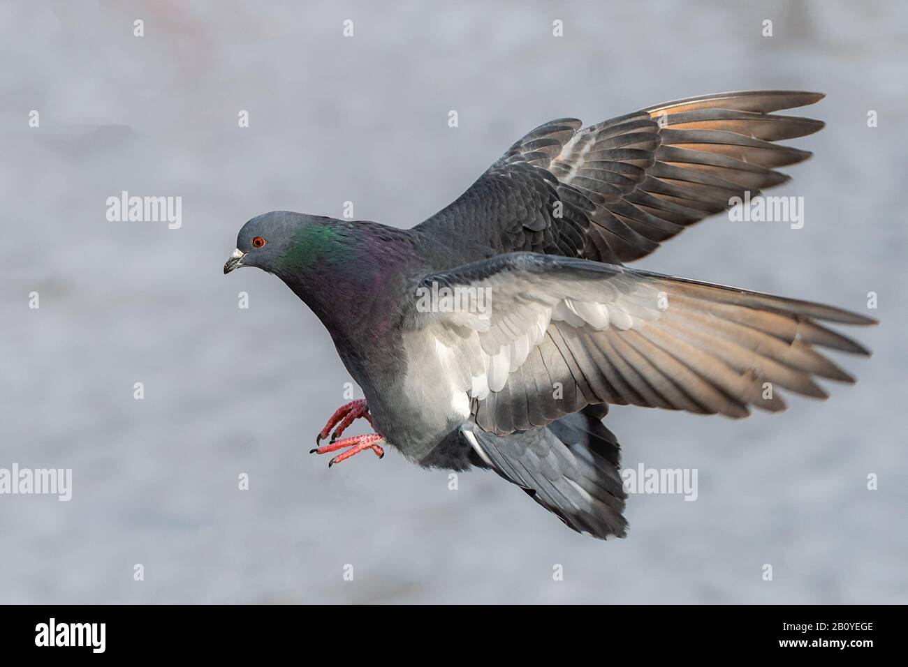 Nahaufnahme einer einzelnen Taube im Flug. Seine Flügel werden zurückgeschwemmt und seine Füße ausgestreckt, er scheint kurz vor der Landung zu stehen. Geringe Schärfentiefe. Stockfoto